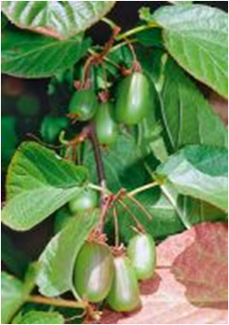        Actinidia kolomikta    Dr Szymanowski 